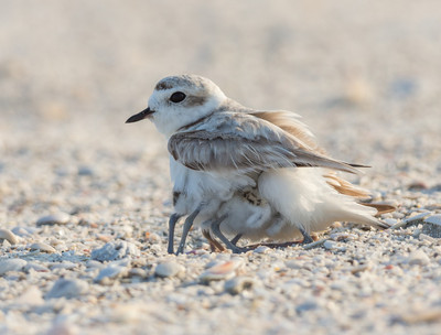 Two chicks under Mama's wing