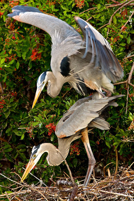 Balance: Herons Mating, Florida