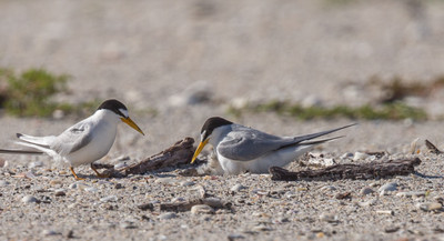 Least tern feeding youngest chick