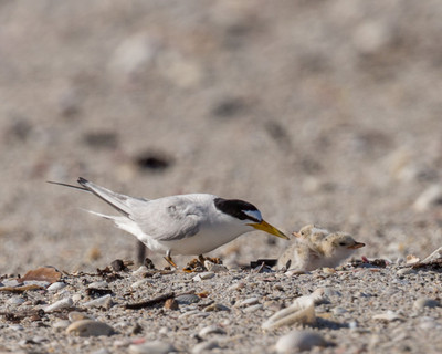 Least tern feeding chick