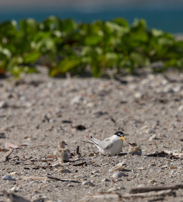 Least tern family