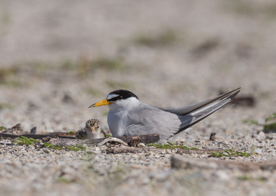 Least tern shading chick