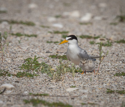 Least Tern watches chick