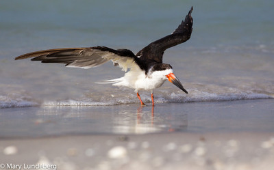 Skimmer7296-Edit