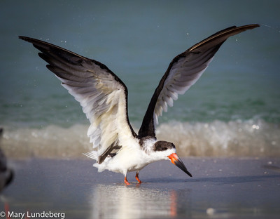 Black Skimmer