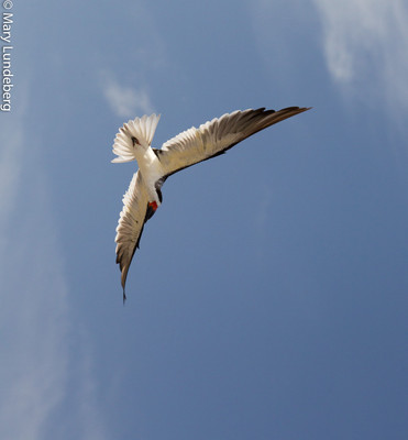 Skimmer Flying