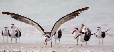 Black skimmers-7238