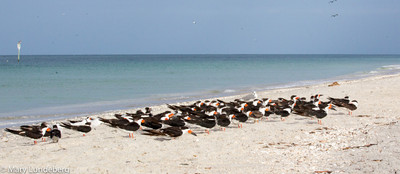 Black skimmers-7403