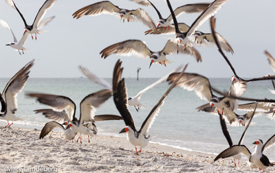 Black skimmers-7336
