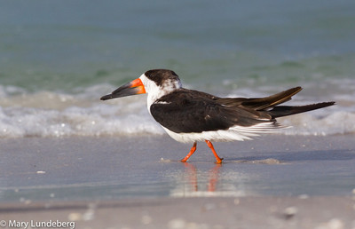 Black skimmer-7282