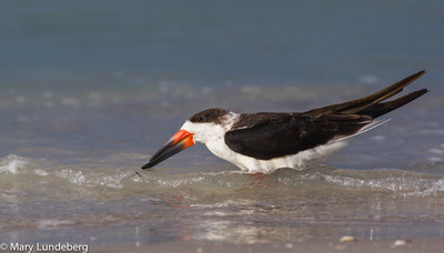 Black skimmer-7279