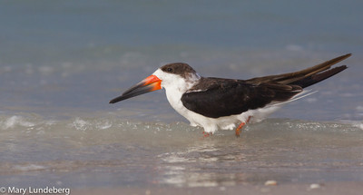 Black skimmer-7278