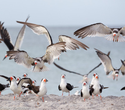 Black skimmers-7116