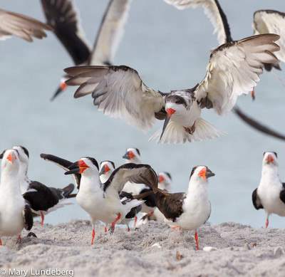 Black skimmers-7116