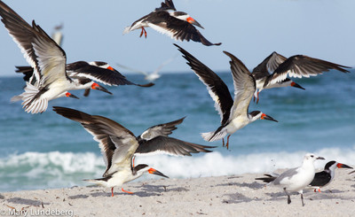 Black skimmers.8930