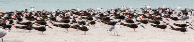 Black skimmers-8311