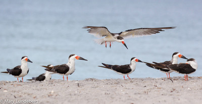 Black Skimmers