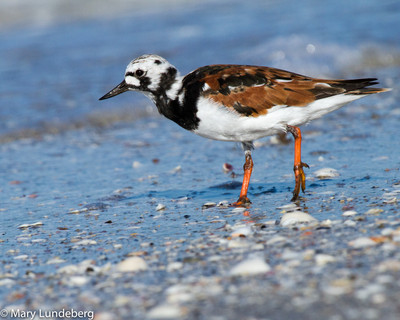 Ruddy Turnstone