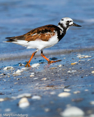 Ruddy Turnstone-2510