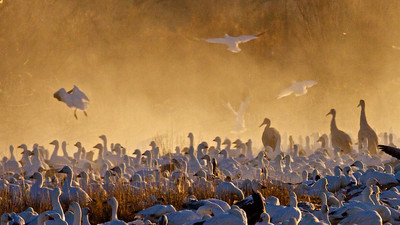 Snow Geese Alert in Mist, Bosque del Apache, New Mexico