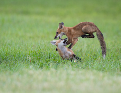 Fox Kits playing Leapfrog