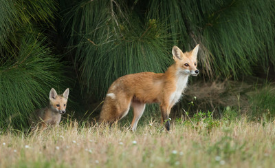 Vixen and Kit