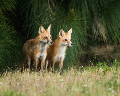 Vixen and Dog Fox