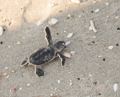 Green Turtle Hatchling