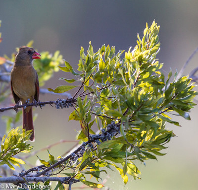 Female cardinal