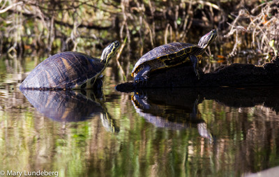 turtles-0316