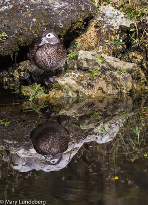 duck reflection-0623