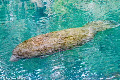 manatee-1121