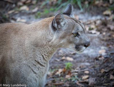 Florida Panther 0765