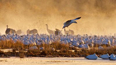 Snow Goose Landing in Mist, Bosque del Apache, New Mexico