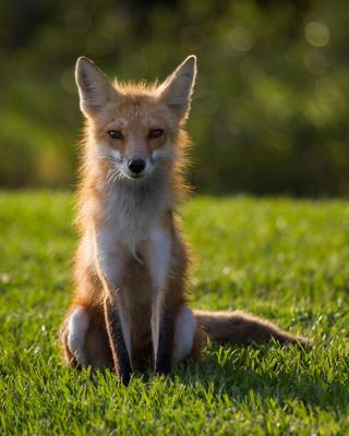 Backlit Vixen