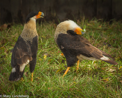 Caracara Mating Dance