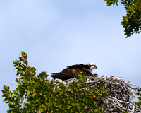 Osprey with chick