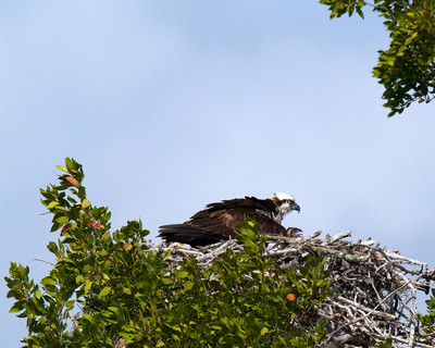 Osprey with chick