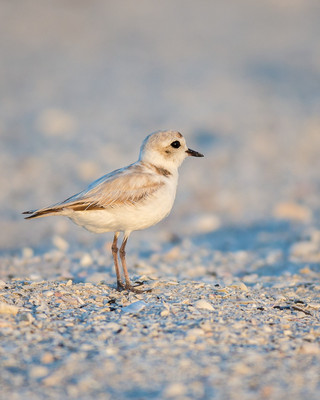 Snowy Plover, Boca Grande