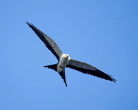Kite Overhead