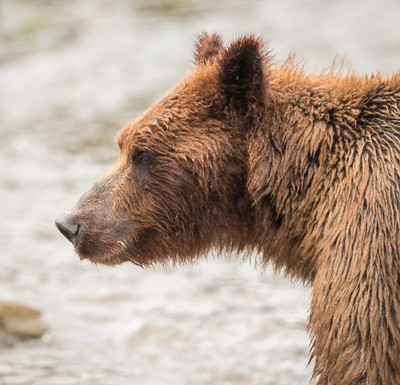 Wet coastal brown bear profile