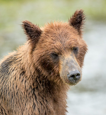 Tired brown bear,