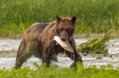 Brown bear in rain with salmon, Pack Creek, Alaska