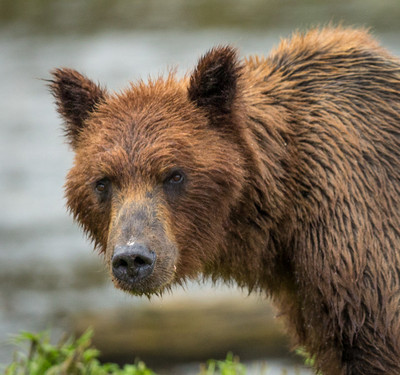 Brown Bear Stare, Pack Creek, Alaska