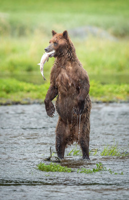Upright brown bear with salmon