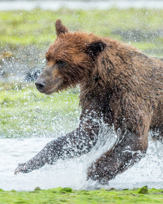 Brown bear Ectasy, Pack Creek, AK