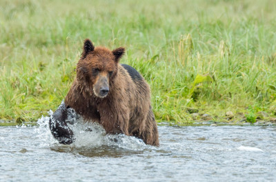 Brown bear fishing