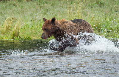 Brown bear chasing jumping salmon in Pack Creek, AK