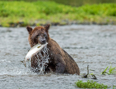 Brown bear catches salmon