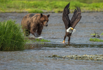 Chasing eagle from salmon remains